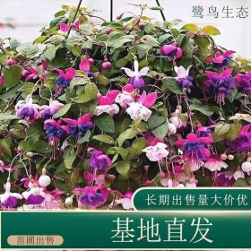 苗圃出售金钟 花色丰富园林景区种植观赏花卉