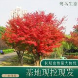 苗圃出售 雞爪槭 規(guī)格齊全 園林彩葉觀賞綠化 生長旺盛