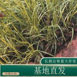 苗圃出售卡爾拂子茅 室內(nèi)盆栽種植觀賞園林地被固土護(hù)坡綠化苗