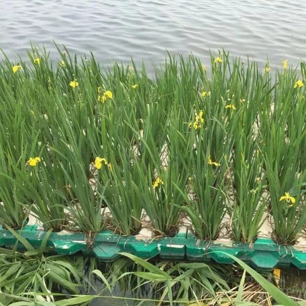 水生植物浮島