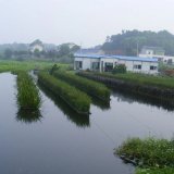 水生植物浮島 水生植物觀賞造景工程 支持上門安裝凈化河道