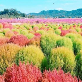 红叶地肤 花色鲜艳 地被造景栽植 园林庭院彩叶观赏苗木