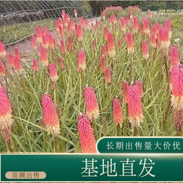 火炬花价格