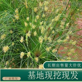 苗圃出售纸莎草 道路隔离带种植园林地被固土护坡工程草