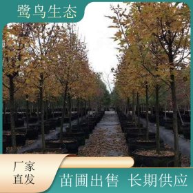 苗圃新优品种出售洋白蜡树 顶峰 帕特摩尔 西马龙 庭院风景行道树