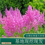 苗圃出售落新妇 花坛花镜种植观赏道路绿化工程苗