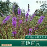 苗圃出售千屈草 道路園林綠化觀賞花卉園林景區(qū)地被造景植物