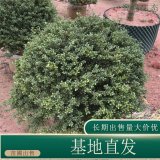 苗圃出售龟甲冬青 规格齐全四季常绿道路种植观赏工程苗