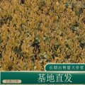 苗圃出售小葉女貞 道路小區(qū)綠籬園林庭院綠化觀賞植物 耐修剪