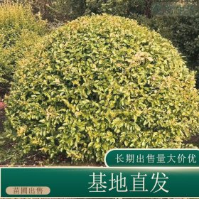 苗圃出售金禾女贞球 道路隔离带种植观赏园林绿化造景工程苗