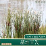 苗圃出售水燭 濕地公園河岸池塘水體綠化 凈化水質(zhì)