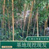 苗圃出售黃桿烏哺雞竹 道路花壇種植綠化園林地被觀賞苗