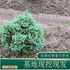 苗圃出售蓝色波尔瓦杯苗 规格齐全四季常绿盆景盆栽种植观赏