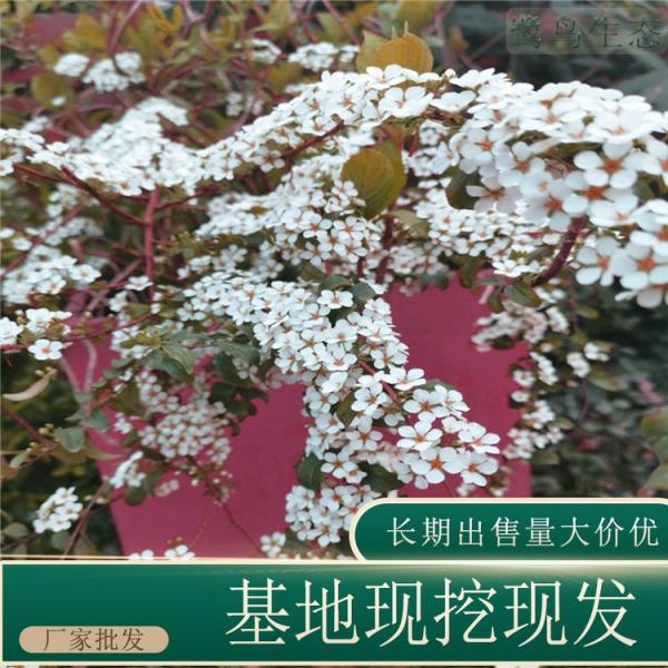 噴雪花苗價格