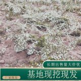 苗圃出售噴雪花苗 道路種植觀賞，園林綠化工程苗