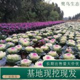 苗圃出售羽衣甘蓝 庭院别墅观赏花卉花镜切花材料