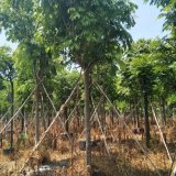 仁面子 人面子 多規(guī)格 花鏡花壇道路綠化樹 工程道路栽植苗木