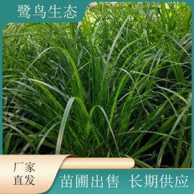 苗圃出售细叶画眉草 园林景观绿化工程观赏细叶 庭院盆景盆栽