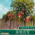 苗圃出售喬木中華凌霄樹(shù) 高桿美國(guó)凌霄花道路園林種植觀賞樹(shù)