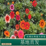 苗圃出售勛章菊 庭院別墅種植觀賞花鏡切花材料