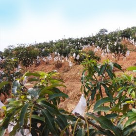 芒果树 果园果树栽植苗木 景区园林观赏树 道路孤植丛植苗