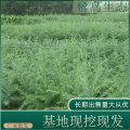 出售 雪松 繁茂雄偉的樹冠樹形優(yōu)美 孤植于草坪中央保質(zhì)保量