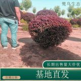 苗圃出售红叶李球 道路庭院景观配植植物 景区园林绿化工程苗