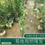 苗圃出售黃木香花 庭院花壇種植觀賞苗園林綠化工程苗