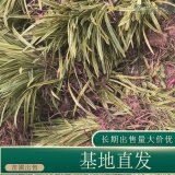 苗圃出售金邊麥冬 多年生草本植物室內(nèi)凈化空氣觀賞草