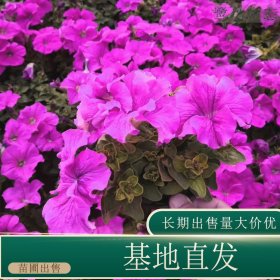 苗圃出售矮牵牛 多年生宿根花卉园林地被种植观赏工程苗