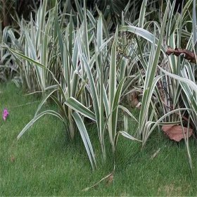 山管兰小苗 花镜花坛栽植苗 道路绿化带种植工程苗 地被配植