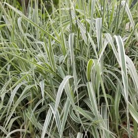 苗木出售 花叶芦苇 根茎发达 圆锥花序 水生植物 净化污水