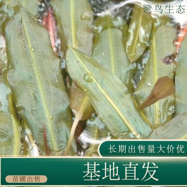 眼子菜價格