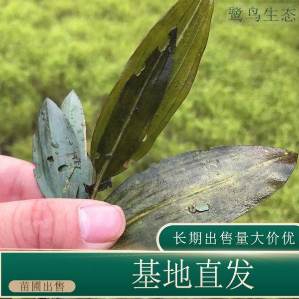 眼子菜價格