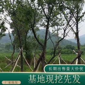 苗圃出售茶条槭 规格齐全 绿化造景栽植 行道树