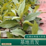 苗圃出售馬蘭頭 庭院盆栽種植觀賞苗園林綠化工程苗