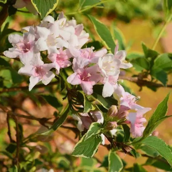 花叶锦带价格