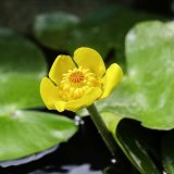 苗木出售萍逢草 水生植物 草花地被 工程基地 園林造景綠化