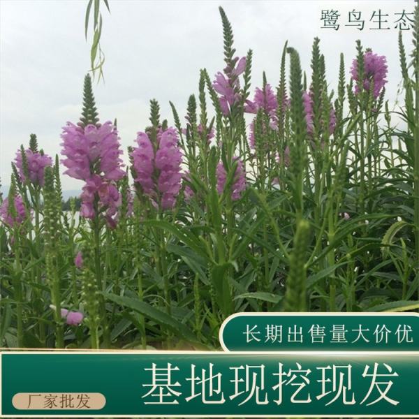 随意草价格