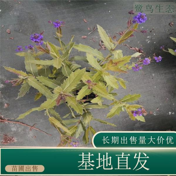 桑托斯马鞭草价格