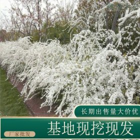 苗圃出售珍珠绣线菊 道路小区种植绿化观赏庭院观花植物