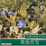 苗圃出售花葉蔓長 春 花鏡切花材料庭院別墅盆栽種植觀賞