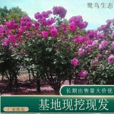 苗圃出售美國紫薇 規(guī)格齊全庭院別墅種植觀賞園林綠化工程苗