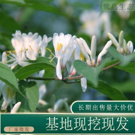 苗圃出售忍冬 庭院花坛种植观赏花卉园林绿化工程苗