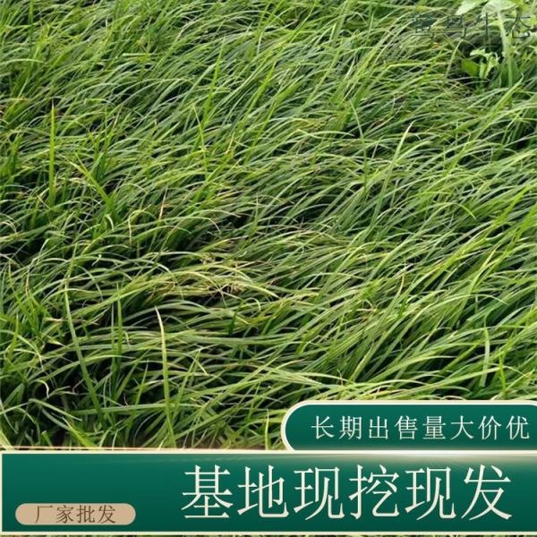 青綠苔草價(jià)格