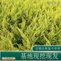 苗圃出售龍柏 常綠小喬木 耐修剪 可作綠籬材料 園林綠化用苗