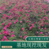 苗圃出售地被月季 道路隔離帶種植觀賞花卉園林地被綠化苗