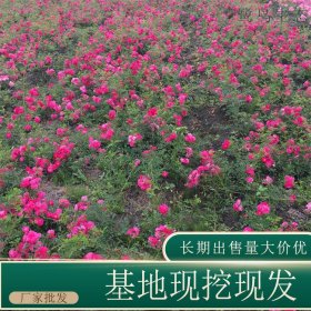 苗圃出售地被月季 道路隔离带种植观赏花卉园林地被绿化苗