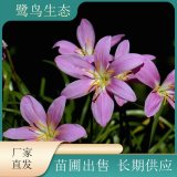 苗圃出售紅花蔥蘭 觀賞花卉 花壇花境公園綠地庭院地栽