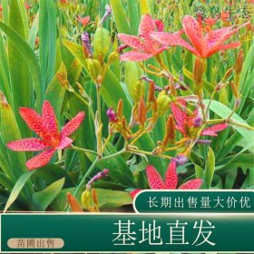 苗圃出售射干 庭院盆栽种植观赏园林绿化工程苗